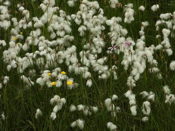 veenpluishuibert140520202