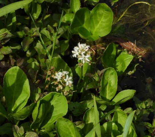 waterdriebladalblasserbos200520202