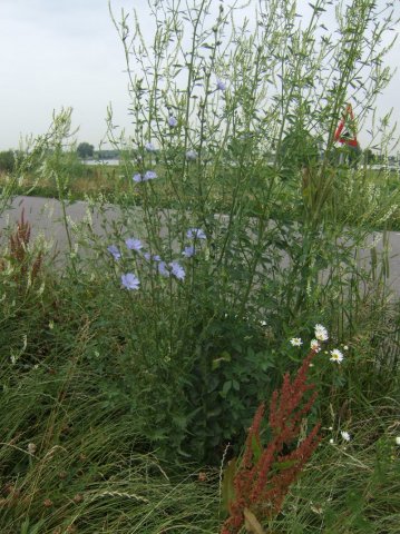 wilde_cichorei,_lekdijk_ameide,_25_juni_2008