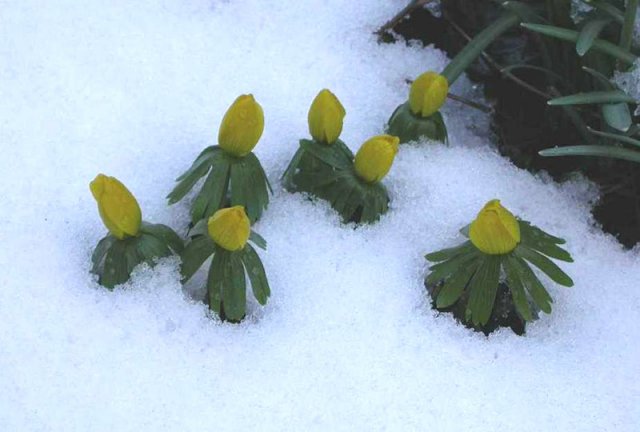 winterakonieten,_meerkerk,_2_maart_2006