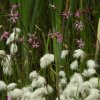 gewonekoekoeksbloemhuibert140520202