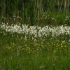 veenpluishuibert140520201