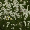 veenpluishuibert140520202