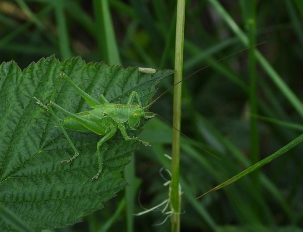 grotegroenesprinkhaannimfachthoven02062020