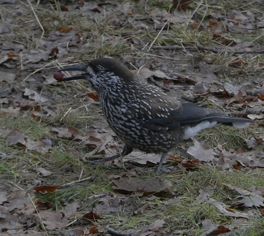 dunsnavelnotenkrakerwageningen12122018_8