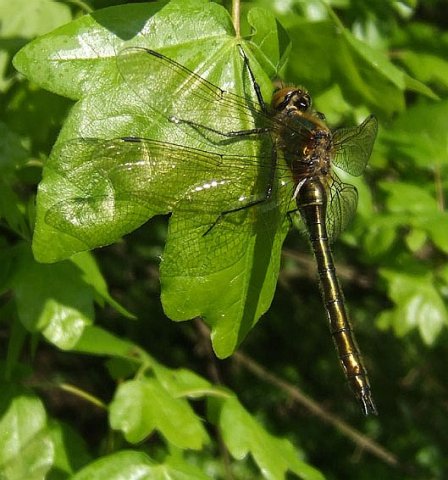 smaragdlibellingebos060520082