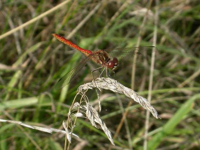 steenrodeheidelibeluiterwaardbovenmerwedewoudrichem06082006