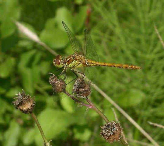 steenrodeheidelibelviaansebos05082006