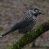 dunsnavelnotenkrakerwageningen12122018_1