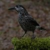 dunsnavelnotenkrakerwageningen12122018_3