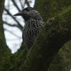 dunsnavelnotenkrakerwageningen12122018_4