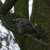 dunsnavelnotenkrakerwageningen12122018_6