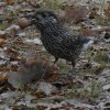 dunsnavelnotenkrakerwageningen12122018_7