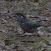 dunsnavelnotenkrakerwageningen12122018_8