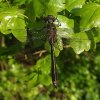 smaragdlibellingebos060520083