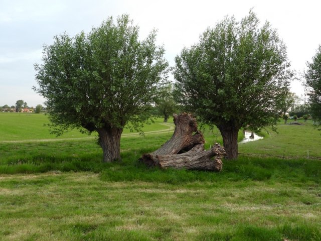 knotwilgenweverwijkmeerkerk190520201