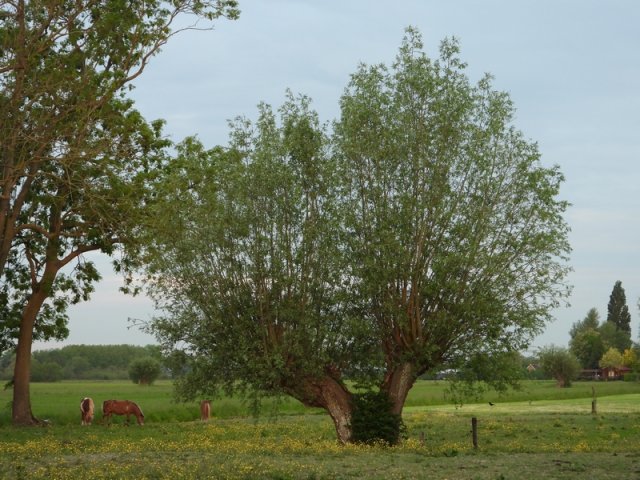 knotwilgenweverwijkmeerkerk190520202