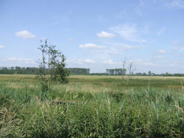 polder_achthoven,_10_juni_2008_(4)