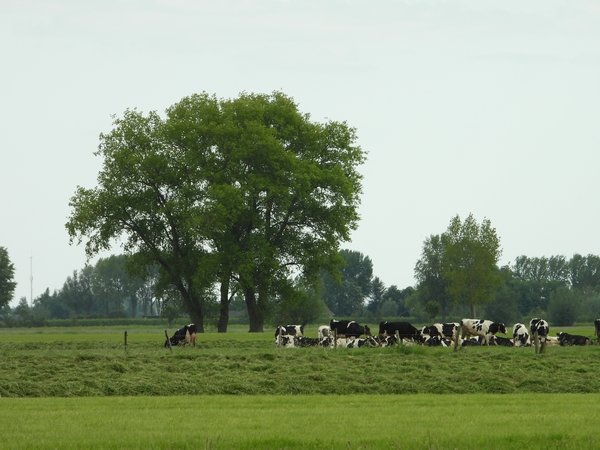 poldermiddelkoop14052020