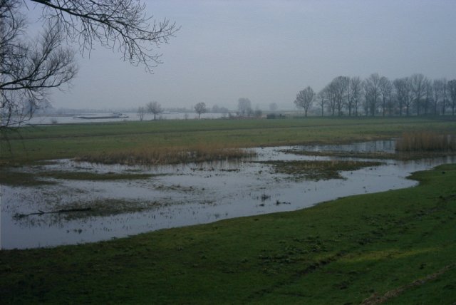 uiterwaard_achthoven,_130204_(5)
