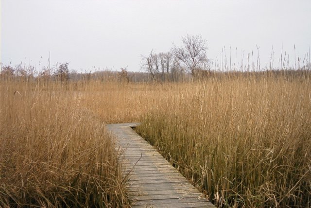 vlonderpad,_polder_achthoven,_130204