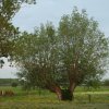 knotwilgenweverwijkmeerkerk190520202
