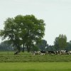poldermiddelkoop14052020