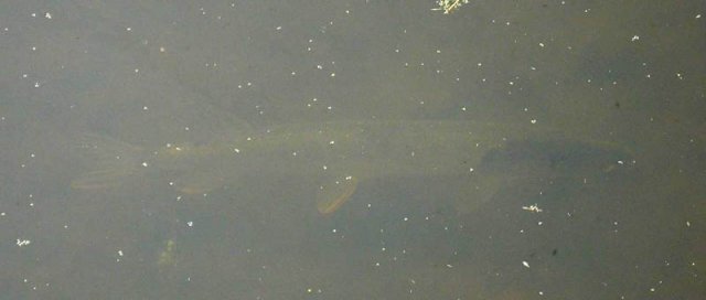 snoek,_zouweboezemgebied,_24_april_2006