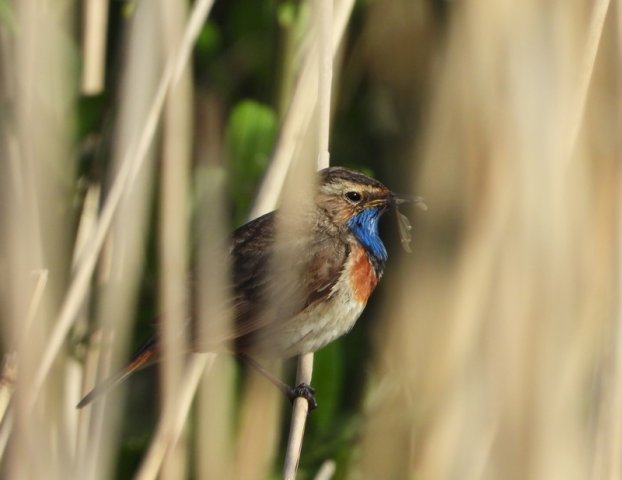 blauwborstheukelum21052020