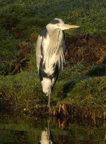 blauwereiger05012017