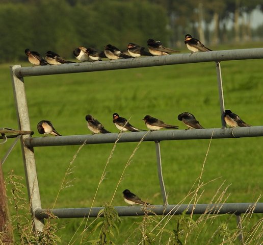 boerenzwaluwheipoldergiessenburg11082019_2