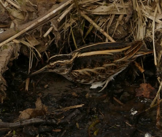 bokjewieringermeer04032018_1