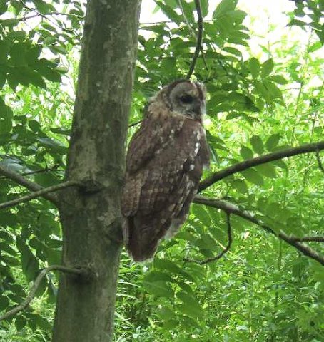 bosuil,_lingebos,_13_juli_2007