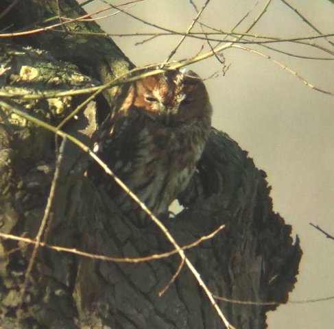 bosuilalblasserwaardmeerkerk15022008