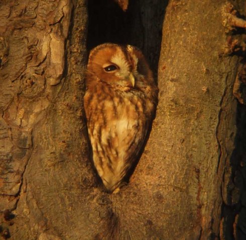 bosuilhaastrecht09022008_2