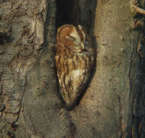 bosuilhaastrecht09022008_3
