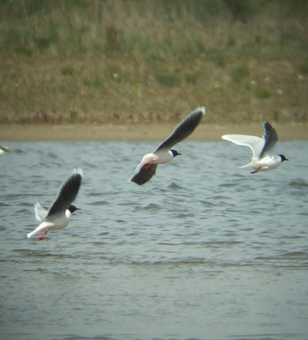 dwergmeeuw_lekuiterwaard_everdingen_240410_2