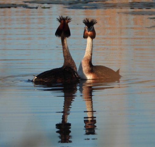 futenbaltszouweboezem150520202