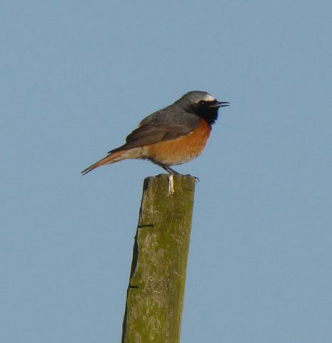 gekraagderoodstaartasperen27042015