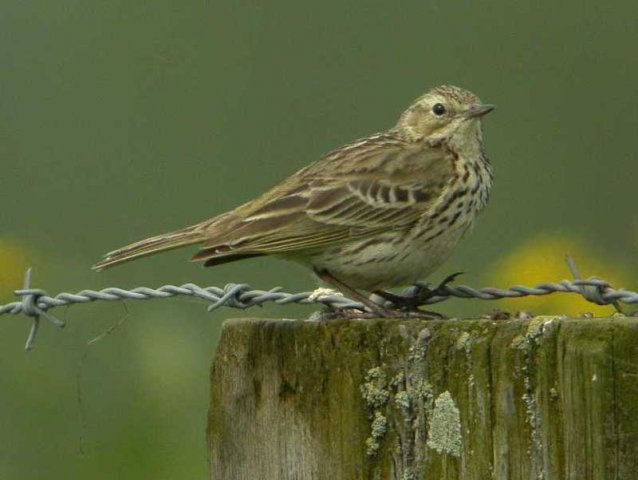 graspieper,_uiterwaard_vijfheerenlanden,_7_mei_2006_(6)