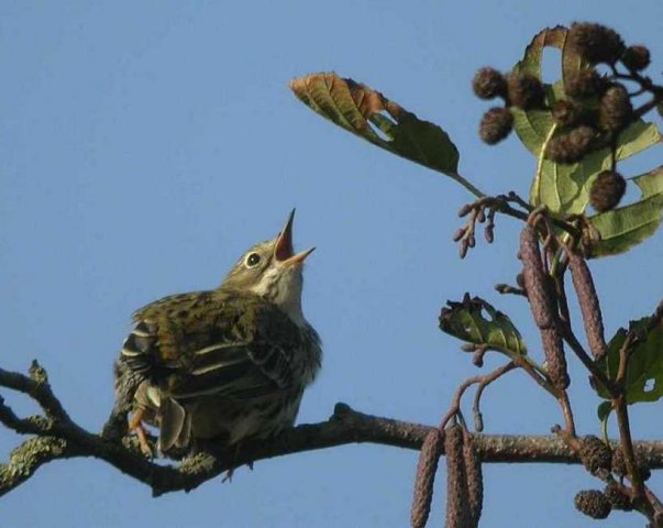 graspieper,_zouweboezem,_13_nov._2005_(3)