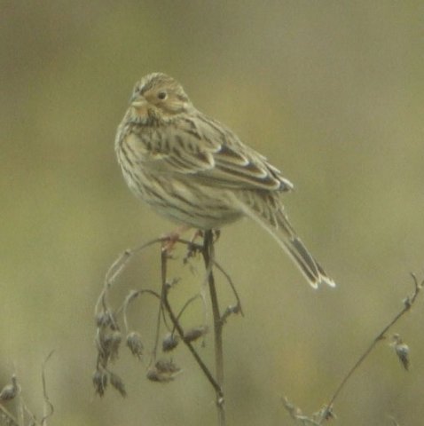 grauwe_gors,_brabantse_biesbosch,_werkendam,_4_nov._2007_(3)