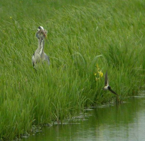grutto,_prooi_van_blauwe_reiger,_polder_noordzijde,_oud-alblas,_31_mei_2006_(24)