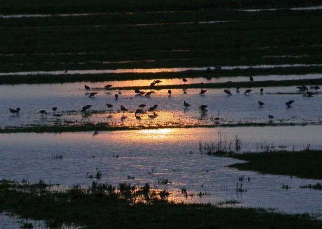 grutto_s,_uiterwaard_achthoven,_6_april_2006_(32)