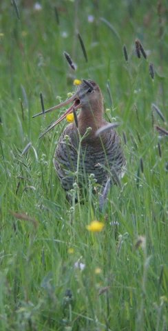 grutto_vijfheerenlanden_100510_3