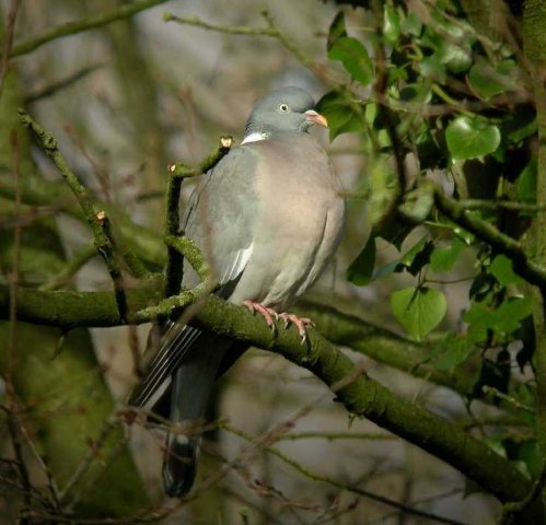 houtduif,_nieuwegein,_23_jan._2007