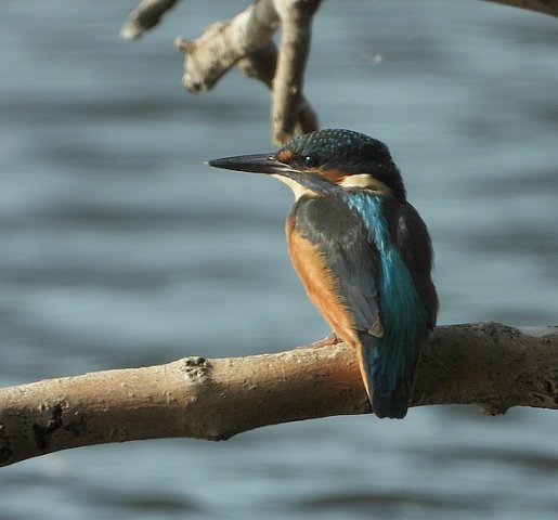 ijsvogeljuvenielzouweboezem22072019