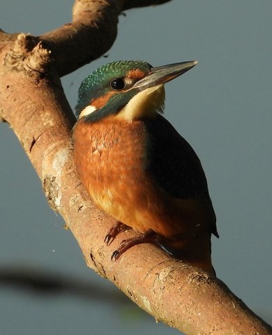 ijsvogeljuvenielzouweboezem24072019_4