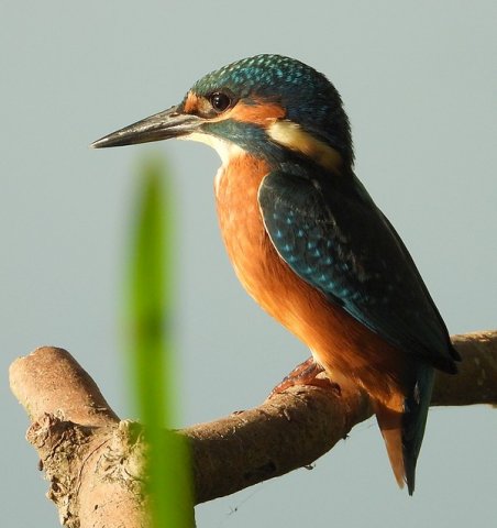 ijsvogeljuvenielzouweboezem24072019_5