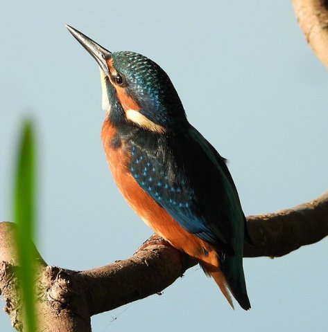 ijsvogeljuvenielzouweboezem24072019_6
